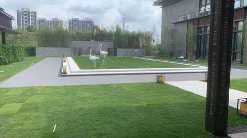 黄埔区知识城绿化工程纪实 专业园林绿化公司高效推进，60天打造绿色新城