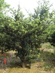 长兴县长岗园林绿化工程 以罗汉松为亮点的专业绿化施工服务