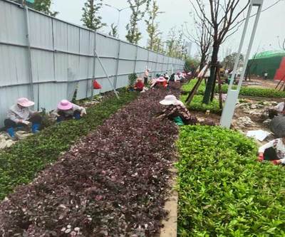蚌埠屋顶花园 安徽绿派园林工程引领城市绿化新潮流