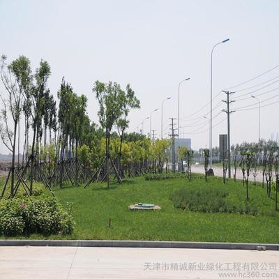 精诚新业——专业天津绿化工程施工，打造生态园林城市